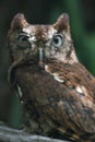Eastern Screech Owl Mad Royalty Free Stock Photo