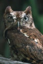 Eastern Screech Owl Mad