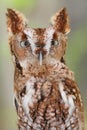 Eastern Screech-Owl (Megascops asio) Royalty Free Stock Photo