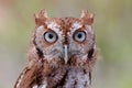 Eastern Screech-Owl (Megascops asio) Royalty Free Stock Photo