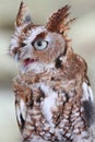 Eastern Screech-Owl (Megascops asio) Royalty Free Stock Photo