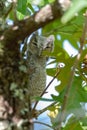 eastern screech owl - Megascops Asio - fledgling perched on tree branch camouflage next to trunk of turkey oak tree - Quercus Royalty Free Stock Photo