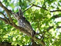 Eastern Screech Owl