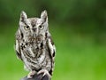 Eastern Screech Owl (Megascops asio) Royalty Free Stock Photo