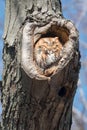 Eastern Screech Owl - Megascops asio Royalty Free Stock Photo