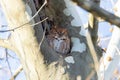 Eastern screech owl Megascops asio in red phase plumage roosts in a tree cavity in Pennypack Park, Philadelphia, Pennsylvania Royalty Free Stock Photo