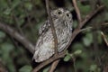 Eastern Screech-Owl (Megascops asio) Royalty Free Stock Photo