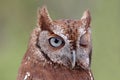 Eastern Screech-Owl (Megascops asio) Winking Royalty Free Stock Photo