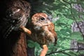 Eastern screech owl Megascops asio 7 Royalty Free Stock Photo