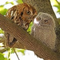 Eastern screech owl mother and baby perched on a tree branch Royalty Free Stock Photo