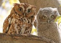 Eastern screech owl mother and baby perched on a tree branches, Royalty Free Stock Photo