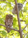 Eastern screech owl mother and baby perched on a tree branches, Quebec Royalty Free Stock Photo