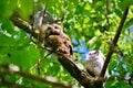 Eastern Screech Owl and Owlets Royalty Free Stock Photo