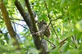 Eastern Screech Owl and Owlets Royalty Free Stock Photo