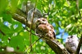 Eastern Screech Owl and Owlets Royalty Free Stock Photo