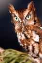 Eastern Screech Owl Perched Royalty Free Stock Photo