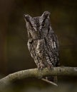 Eastern Screech Owl perched on a branch in a Tree in Florida Royalty Free Stock Photo