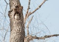 Eastern screech owl