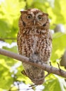 Eastern screech owl perched on a tree branch Royalty Free Stock Photo