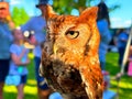 Eastern screech owl Royalty Free Stock Photo