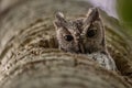 Eastern Screech Owl Portrait Royalty Free Stock Photo