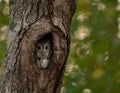 Eastern Screech Owl Portrait Royalty Free Stock Photo