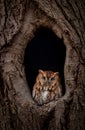 Eastern Screech Owl Portrait Royalty Free Stock Photo