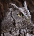 Eastern Screech Owl Profile Royalty Free Stock Photo
