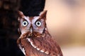 Eastern Screech Owl with Quizzical Look