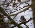 An eastern screech owl ready to hunt. Royalty Free Stock Photo