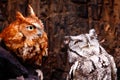 Eastern Screech Owl Red and Gray Phases