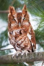 Portrait of an eastern screech owl