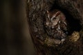 Eastern Screech Owl Red Morph