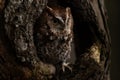 Eastern Screech Owl Red Morph