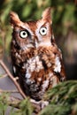 Eastern Screech Owl - Red Phase