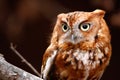 Eastern Screech Owl Red Phase Perching