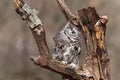 Eastern Screech Owl