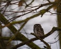 An eastern screech owl sits in a maple tree at dusk, ready to hunt Royalty Free Stock Photo