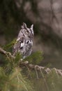 Eastern Screech Owl Royalty Free Stock Photo