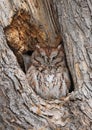 Eastern Screech-Owl sitting in a tree gouge Royalty Free Stock Photo