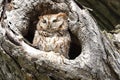 Eastern Screech-Owl sitting in a tree gouge