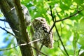 Eastern Screech Owl Royalty Free Stock Photo