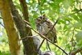 Eastern Screech Owl Royalty Free Stock Photo