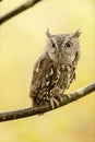 Eastern screech owl standing on a tree branch under the sunlight with a blurry background Royalty Free Stock Photo