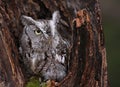 Eastern Screech Owl in Stump Royalty Free Stock Photo