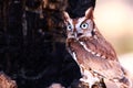 Eastern Screech Owl Talking Royalty Free Stock Photo