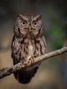 Eastern Screech Owl on a Tree branch in Florida Royalty Free Stock Photo