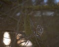 An eastern screech owl watches prey, from a tree, at dusk. Royalty Free Stock Photo