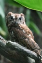 Eastern Screech Owl Wide Eyed