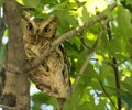 Eastern Screech Owl Royalty Free Stock Photo